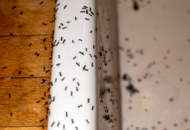 Best Mosquito Control Services  in Milford, NE