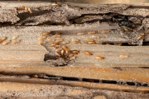 Best Termite Control Services  in Milford, NE